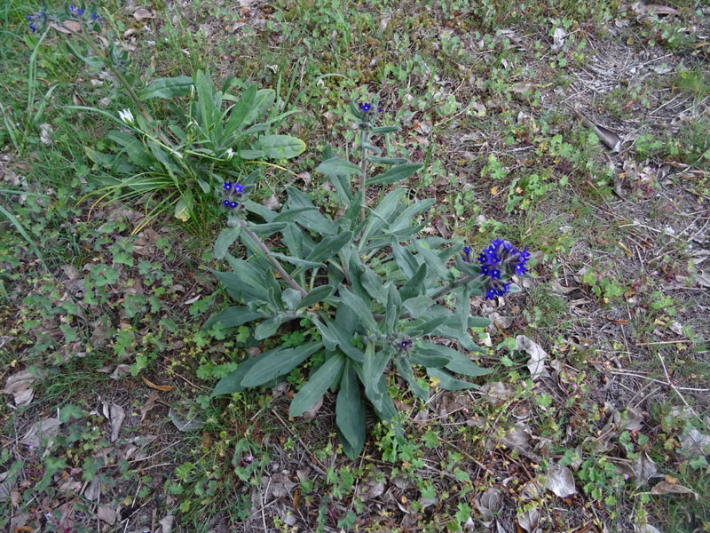 Anchusa officinalis - Boraginaceae